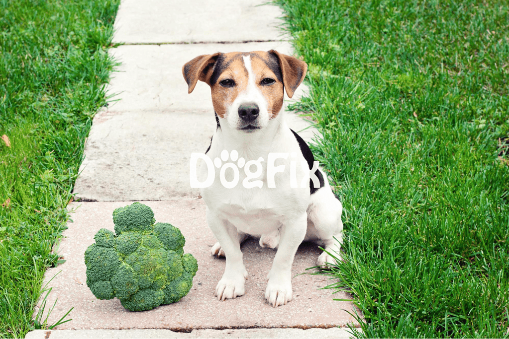 Adorable dog sitting on sidewalk with fresh broccoli and lush grass in outdoor setting.