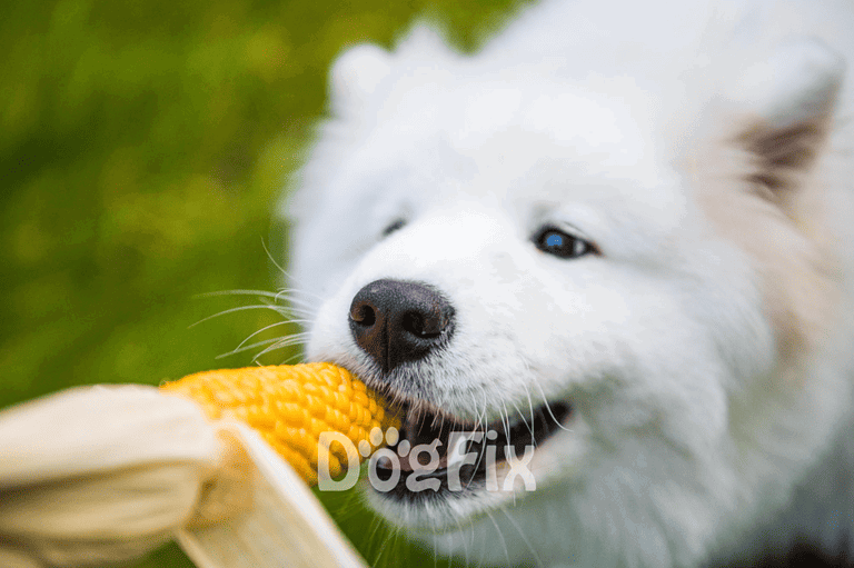 Adorable husky puppy chewing corn on the cob in a green outdoor setting.