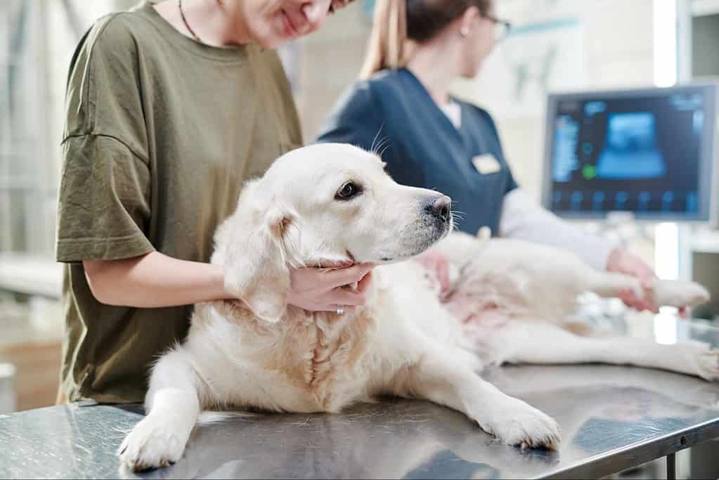 Veterinarian performing ultrasound on a golden retriever dog at an animal hospital.