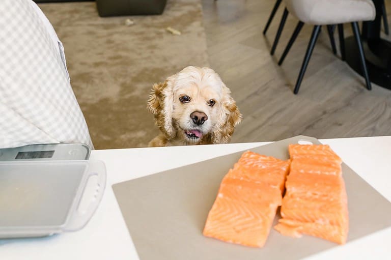 Cute dog looking at salmon fillets on counter, eager for a treat.