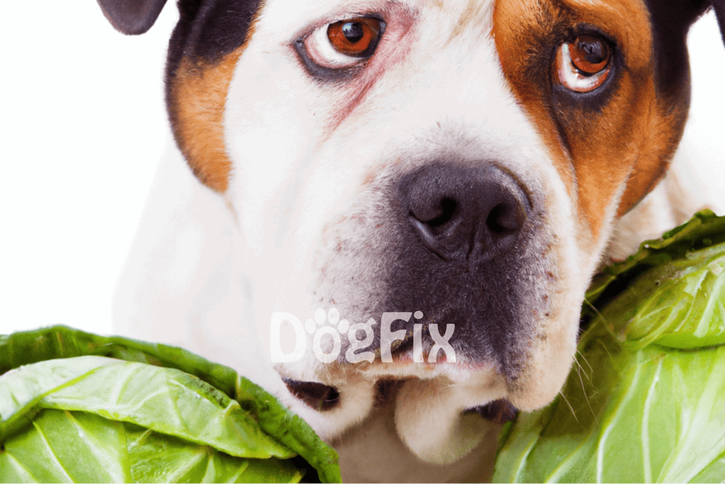 Close-up of a happy dog with leafy greens, promoting canine health and nutrition.