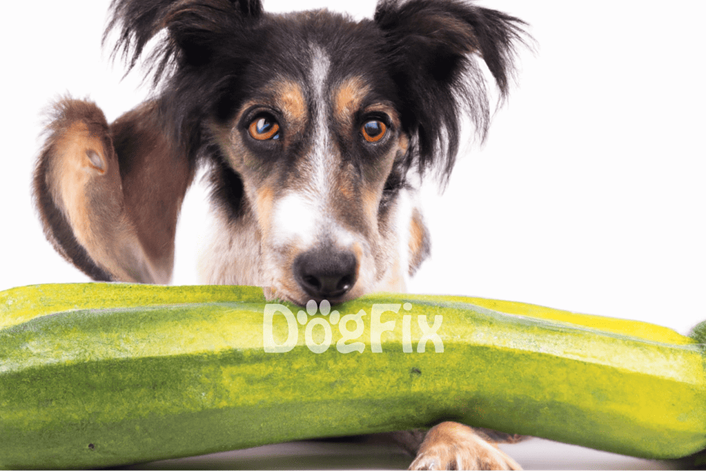Adorable dog with a cucumber on a plain white background, promoting pet health and wellness.