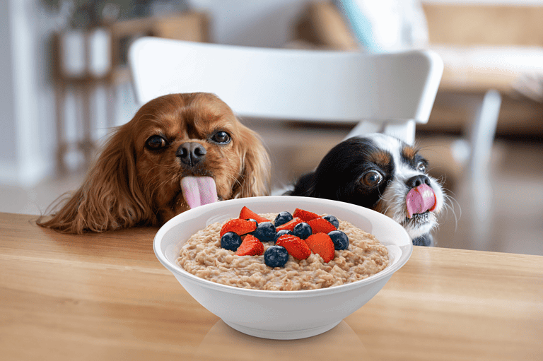 Adorable dogs licking their lips with a healthy oatmeal and berry breakfast in front of them.