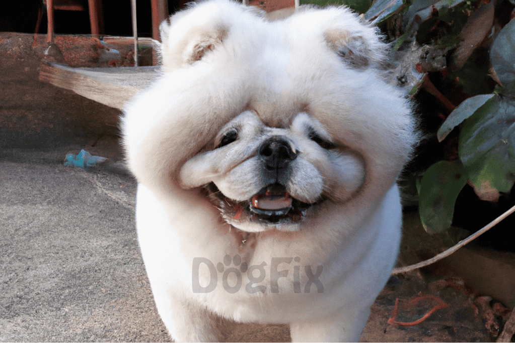 Adorable white pug puppy smiling outdoors, showcasing playful and loving dog behavior. Perfect for dog lovers and pet care.