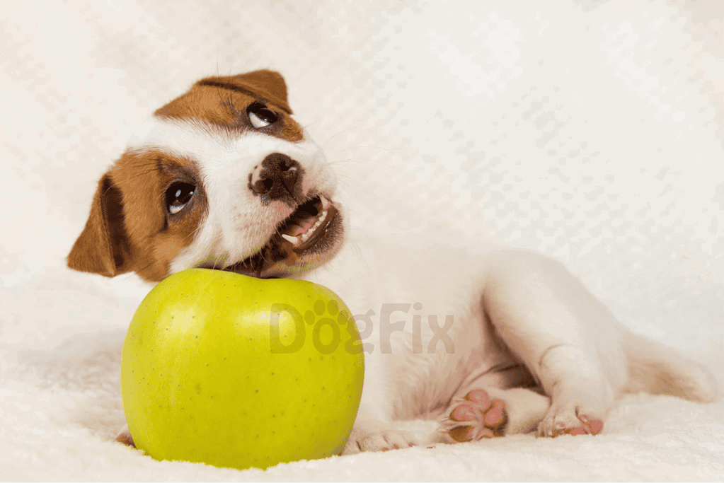 Adorable Jack Russell puppy lying on soft surface, biting green apple, showcasing pet love.