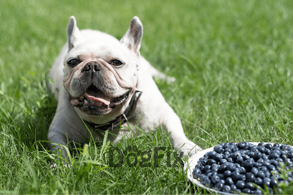 French Bulldog enjoying blueberries on lush green grass in backyard.