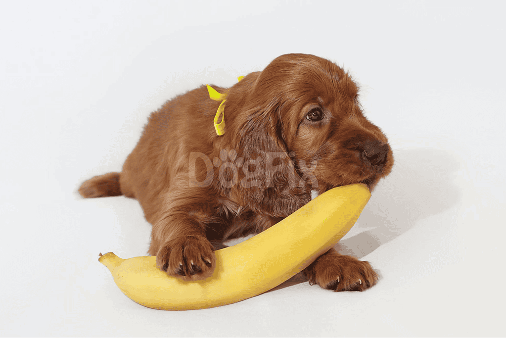 Adorable brown puppy playing with ripe yellow banana on white background.