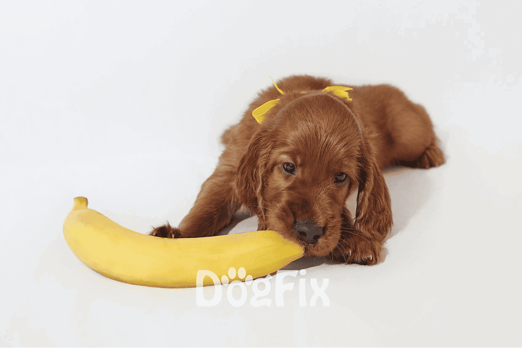 Adorable brown puppy lying down with a banana, showcasing pet care and training, perfect for dog lifestyle content.