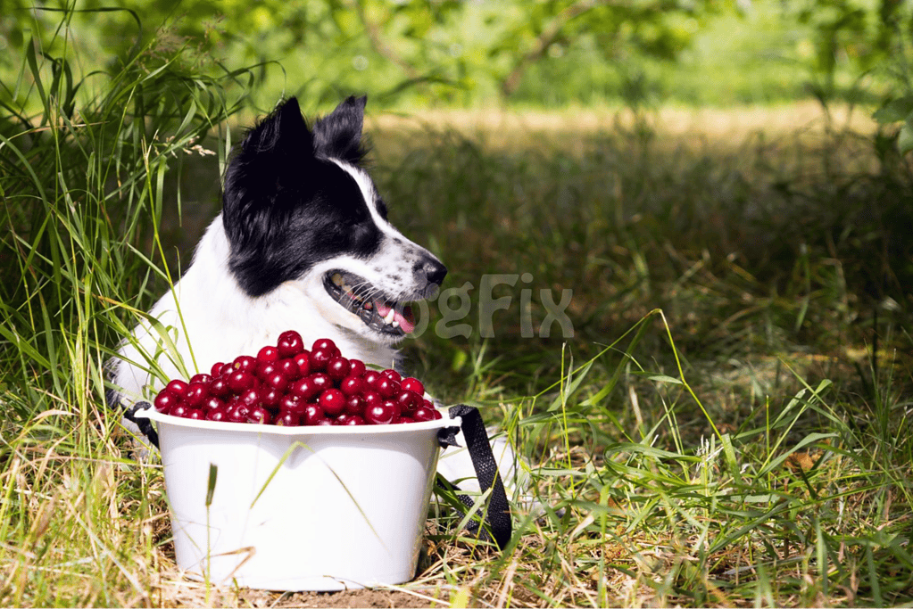 Dog with a bowl of cherries in natural outdoor setting.