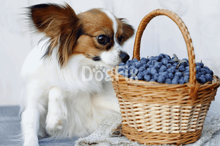 Cute dog sniffing fresh blueberries in a basket.