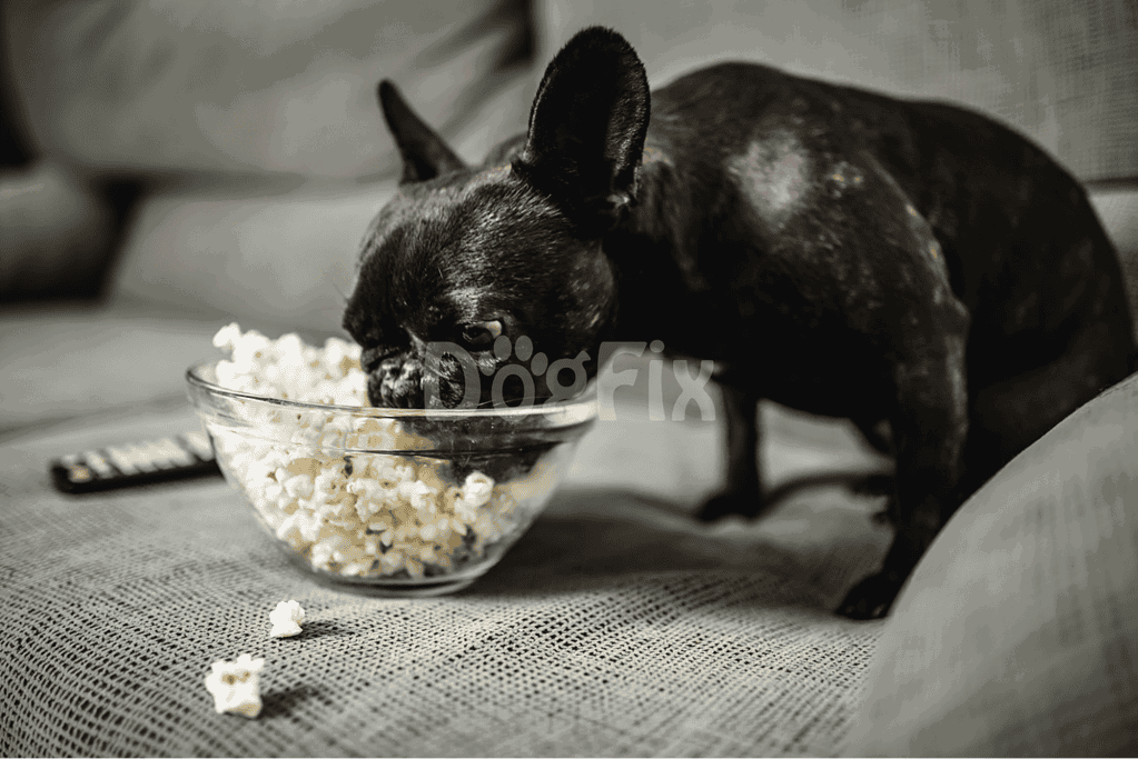 French Bulldog eating popcorn from glass bowl at home.