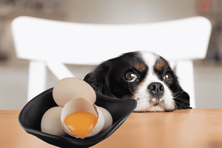 Dog sitting at table with eggs, including one cracked open, looking bored or sad.