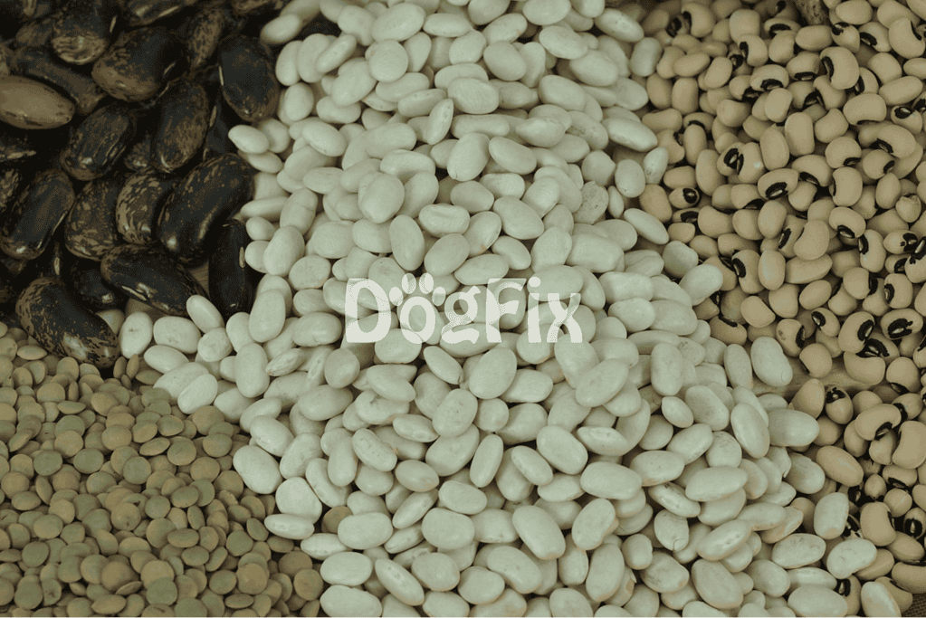 High-quality dog food options for all breeds and sizes.