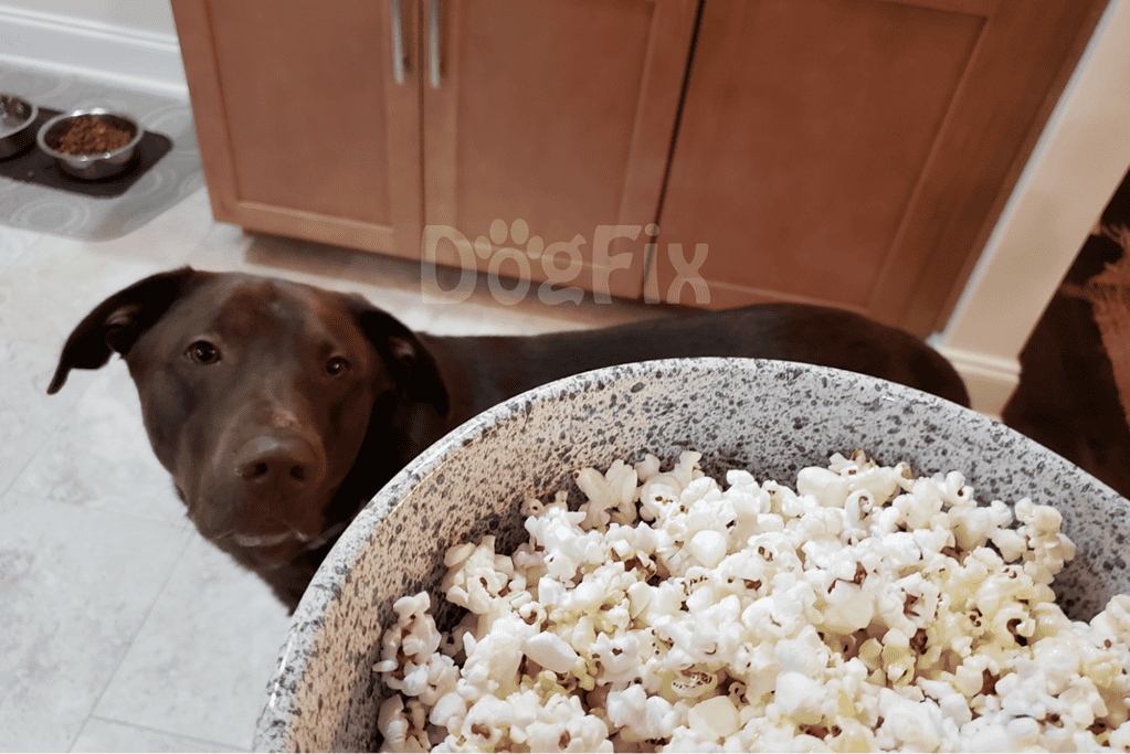 Alt text: Brown dog looking up at the camera near a bowl of popcorn on a kitchen counter.