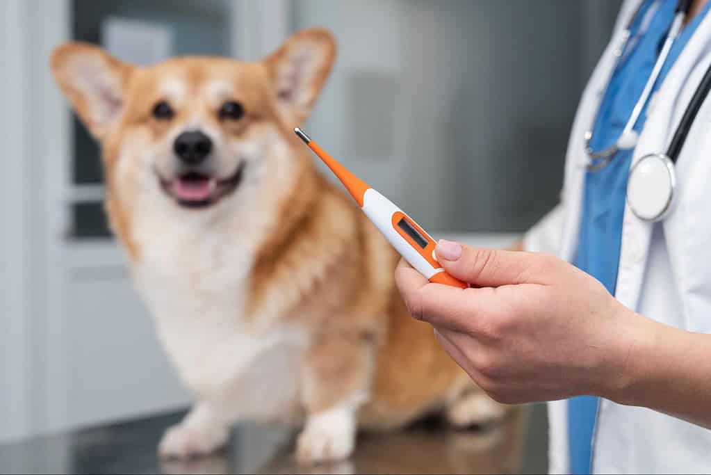 Dog with a veterinarian holding a digital thermometer, veterinary care for pets.