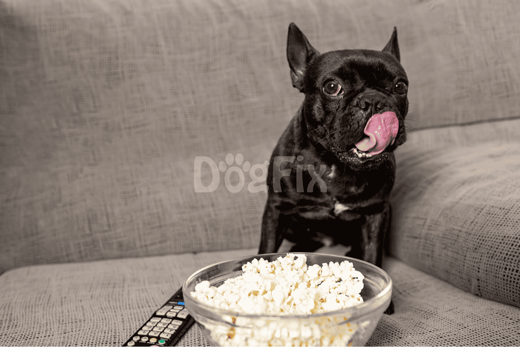 Dog sticking out tongue, sitting on sofa with bowl of popcorn.