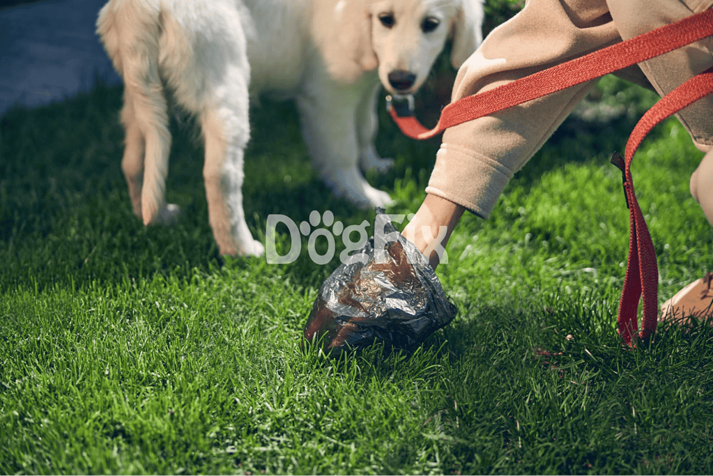 Person training dog with food reward on lush grass.
