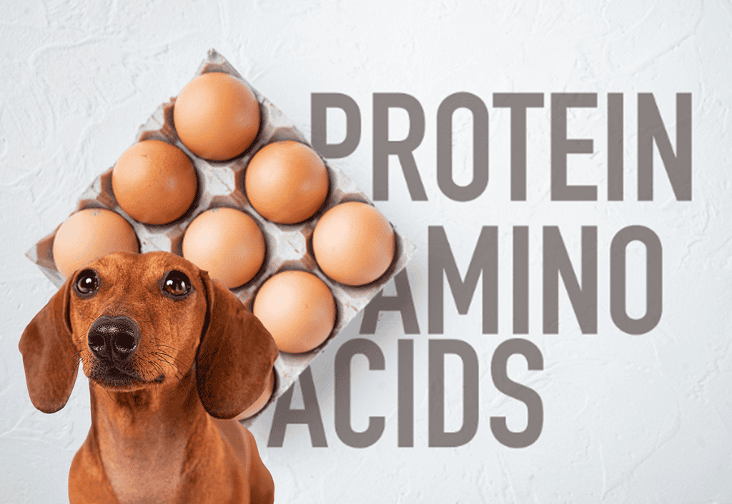 Protein and Essential Amino Acids