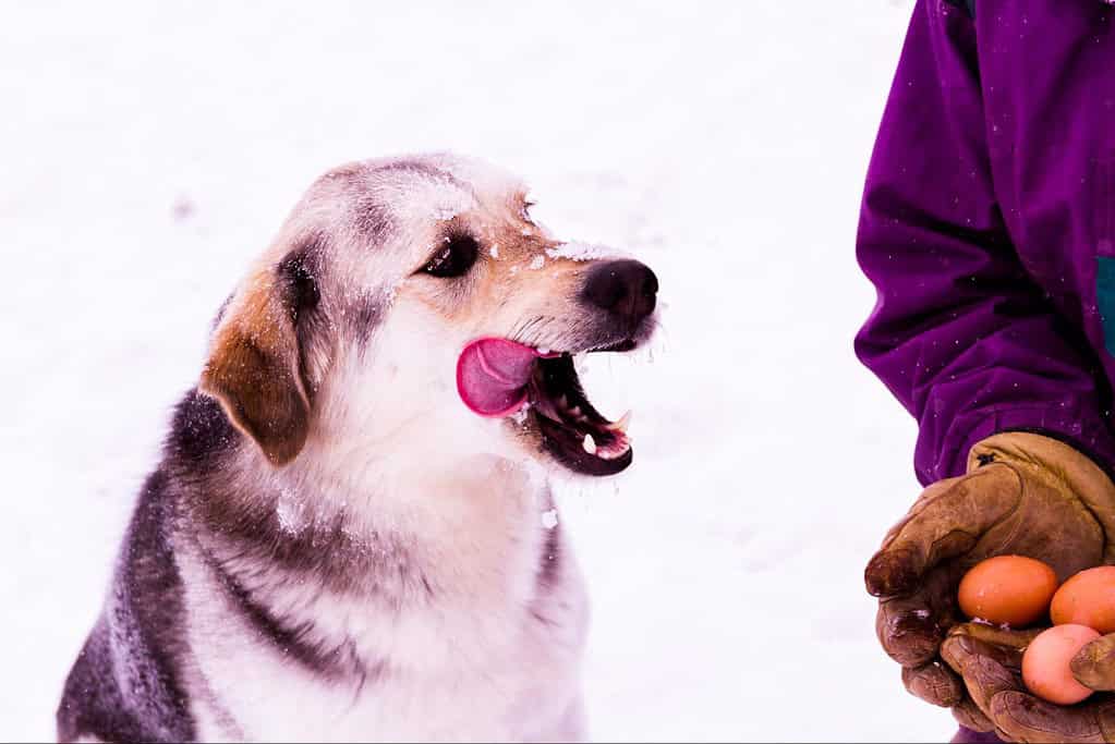 Adorable dog with snow on its face, enjoying outdoor winter fun with a person holding eggs.