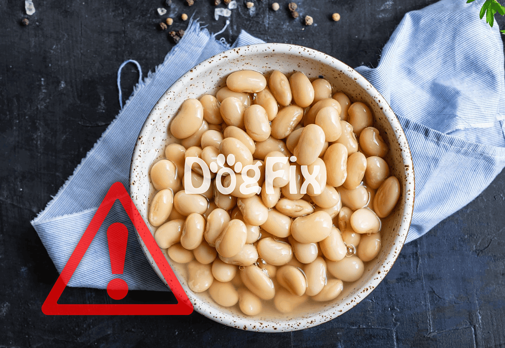 Fresh white beans in a bowl on dark background.