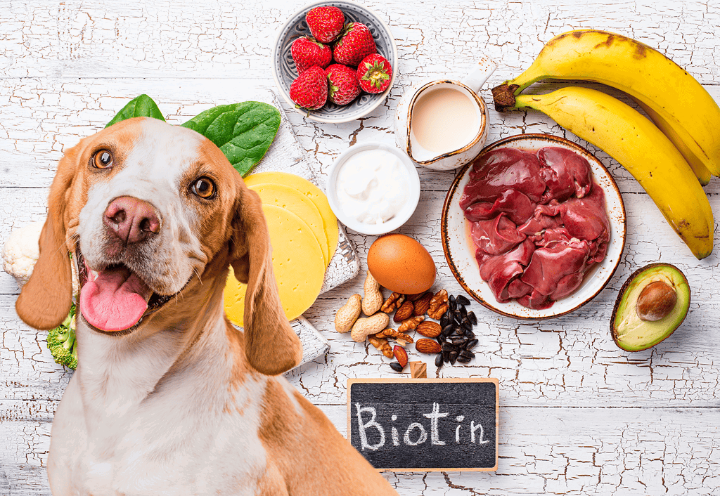 Dog smiling near fresh strawberries, bananas, eggs, nuts, avocado, and meat, highlighting healthy ingredients for dog nutrition.