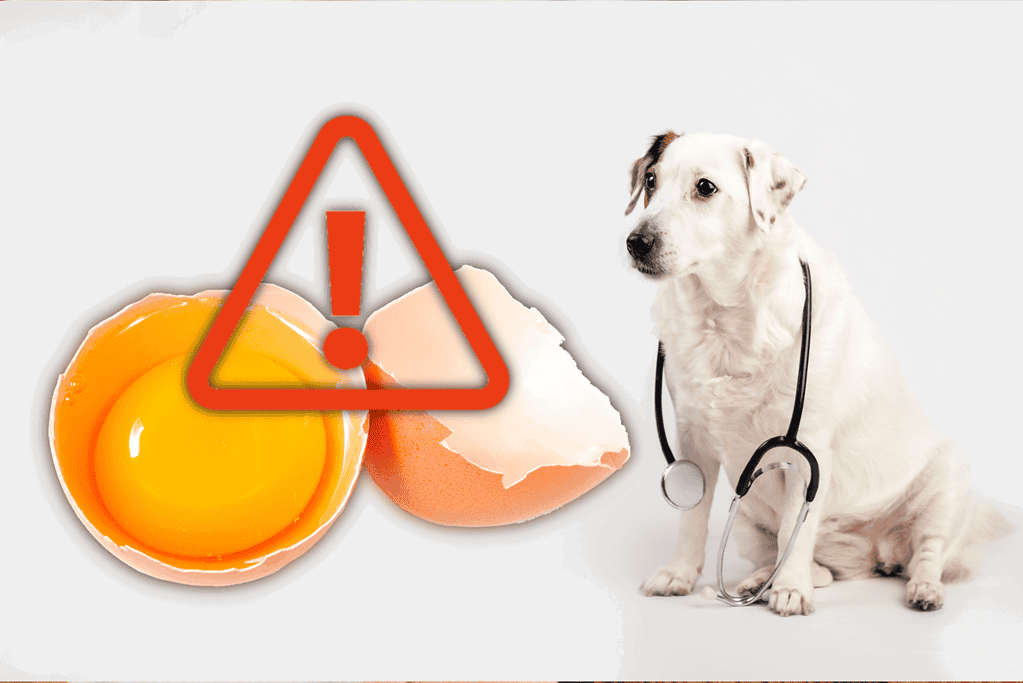 Risks Associated With Feeding Dogs Raw Eggs