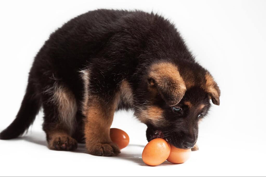 Adorable German Shepherd puppy chewing eggs, showcasing playful and nutritious pet treats.
