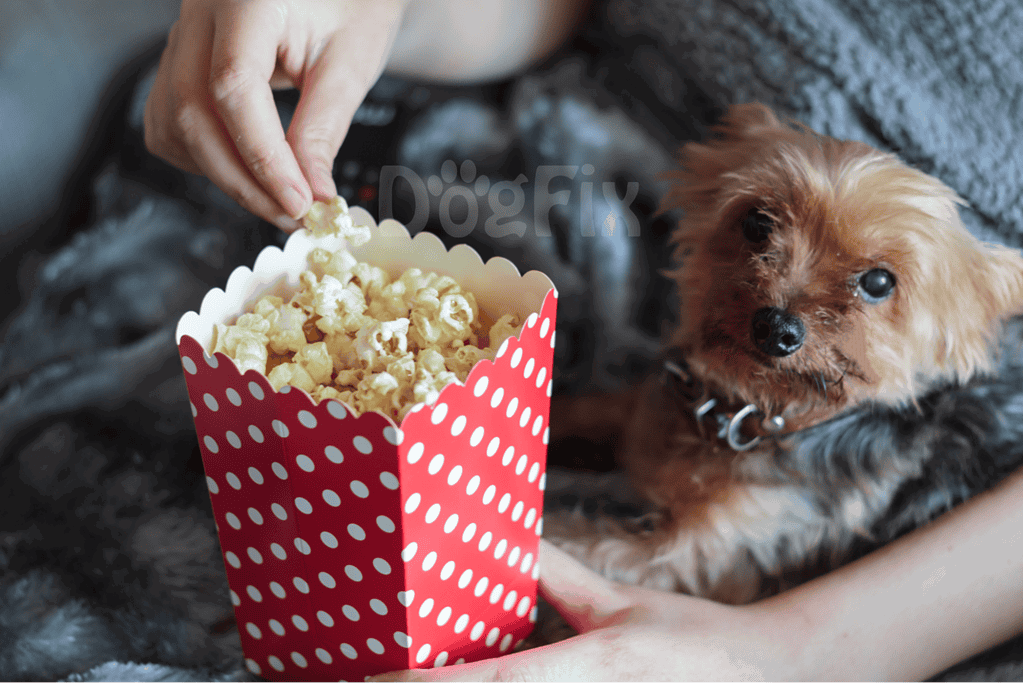 Cute small dog looking at popcorn in a red and white polka-dot container.
