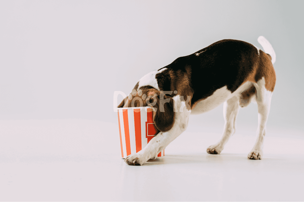 Adorable beagle puppy with floppy ears playing with a striped popcorn container, perfect for dog lovers.