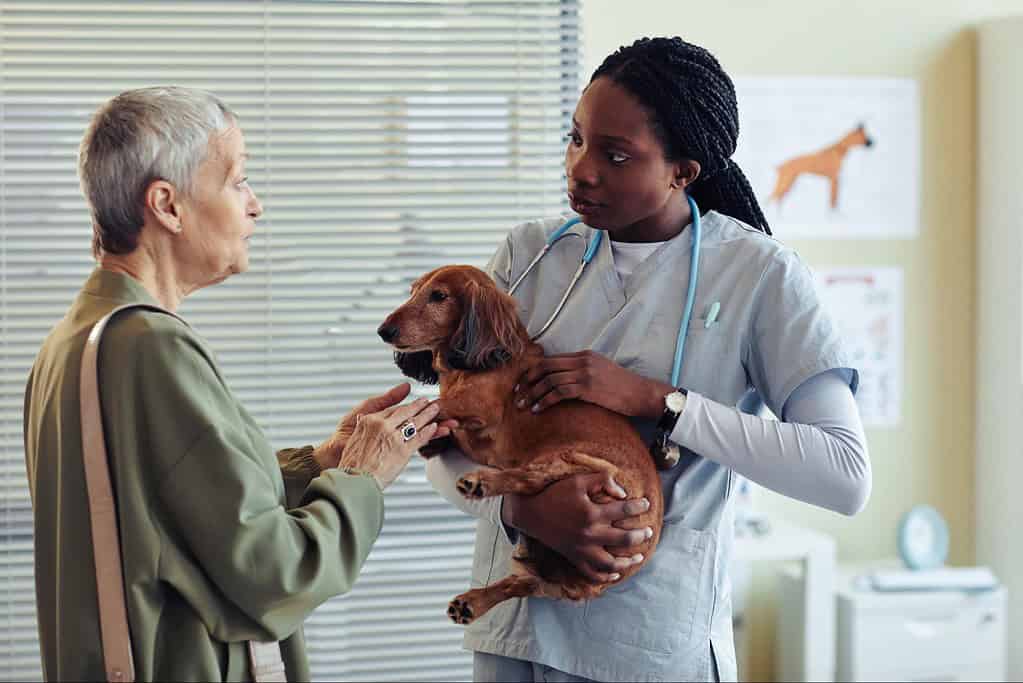 Veterinarian examining senior dog at clinic, friendly care for pets.