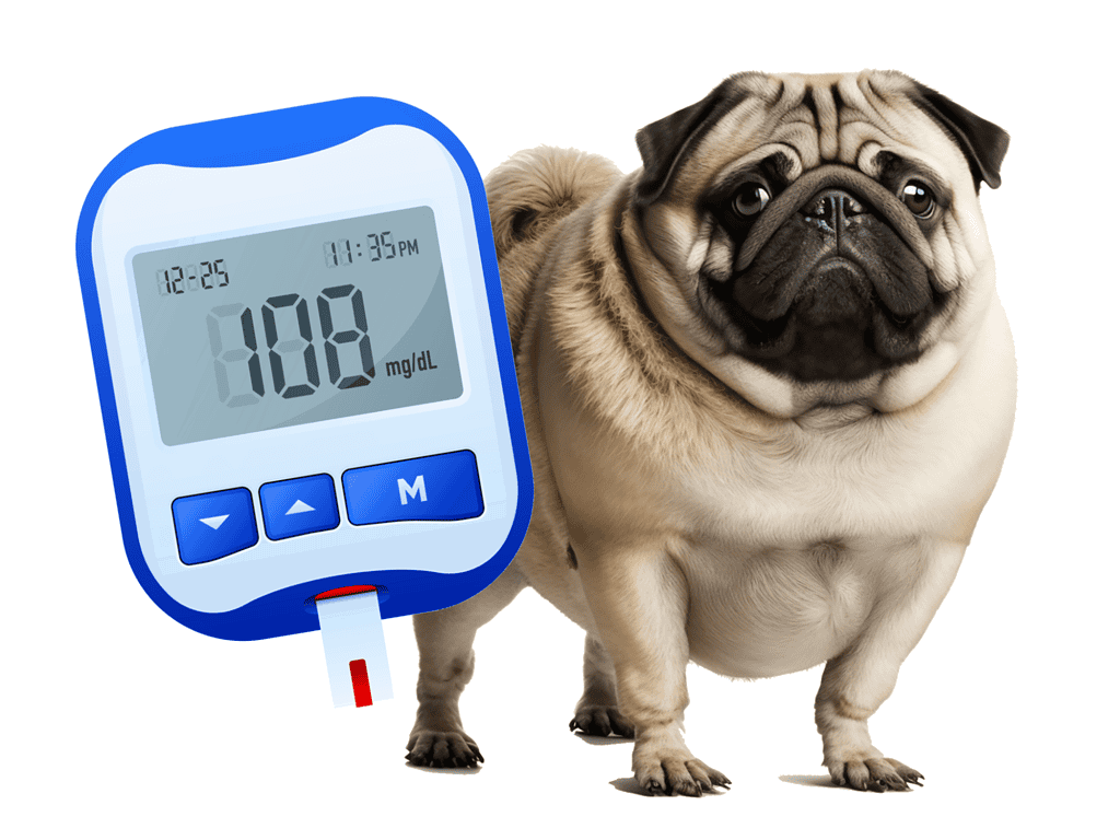 Dog with glucose meter for diabetic management.