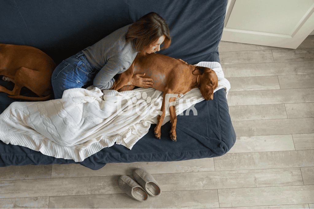 Dog lying peacefully on sofa with owner, showcasing pet comfort and companionship.