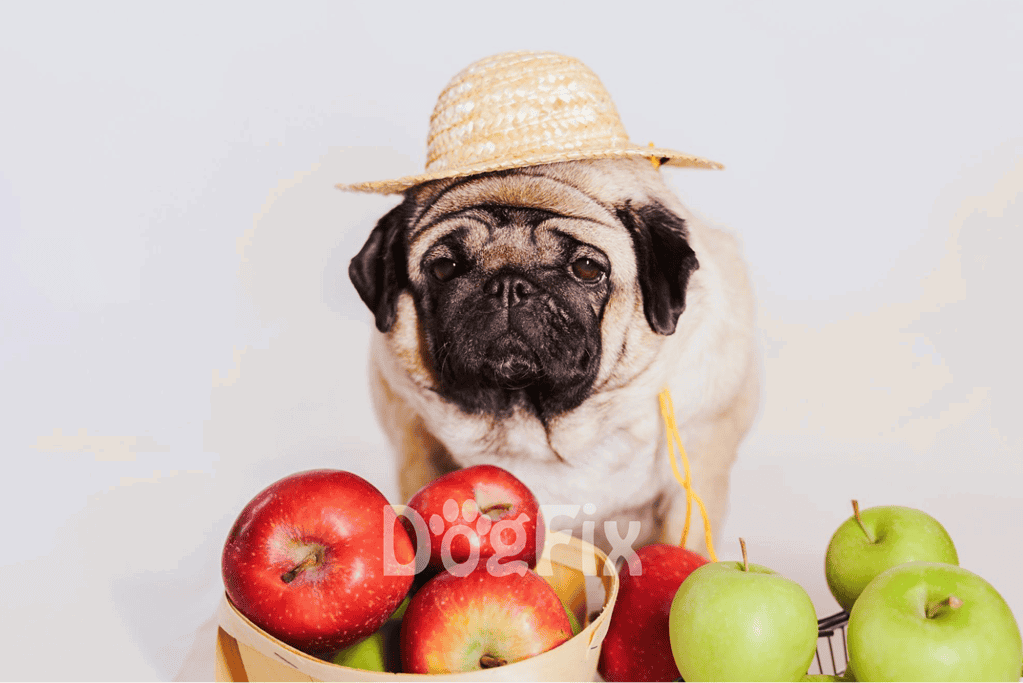 Pug wearing straw hat with apples, cute dog, pet fashion, adorable pug, dog lifestyle photography.