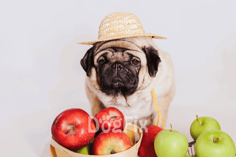 Pug wearing straw hat with apples, cute dog, pet fashion, adorable pug, dog lifestyle photography.