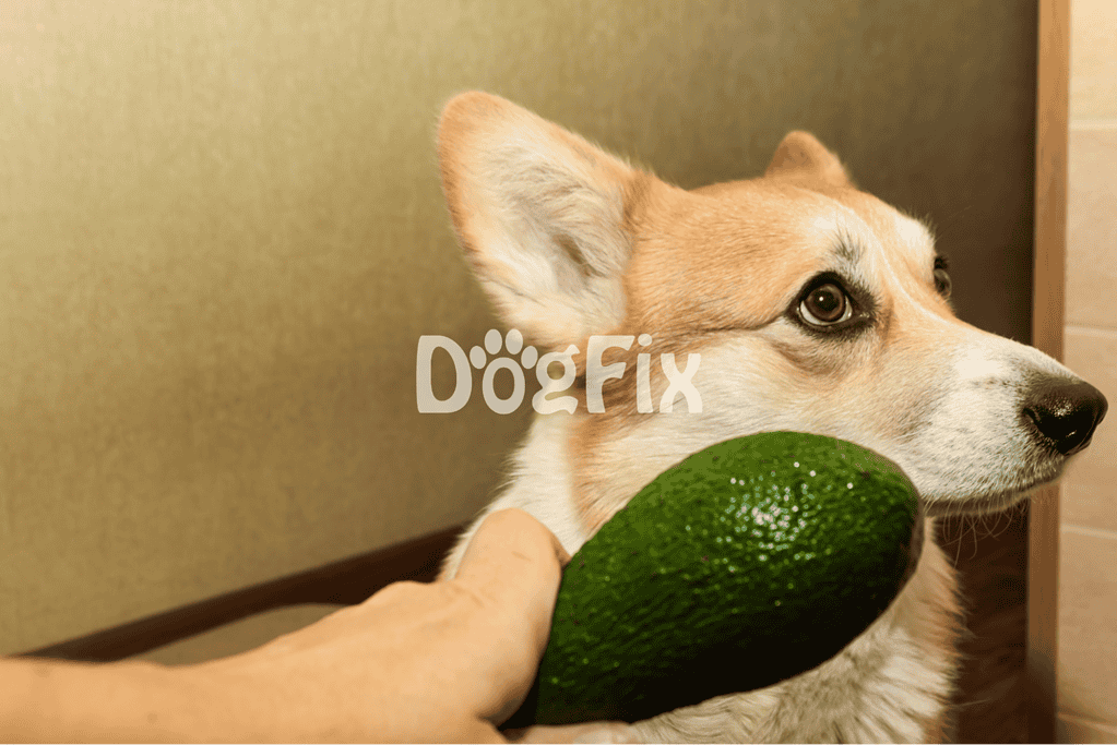 Dog with avocado for a nutritious treat or photo.