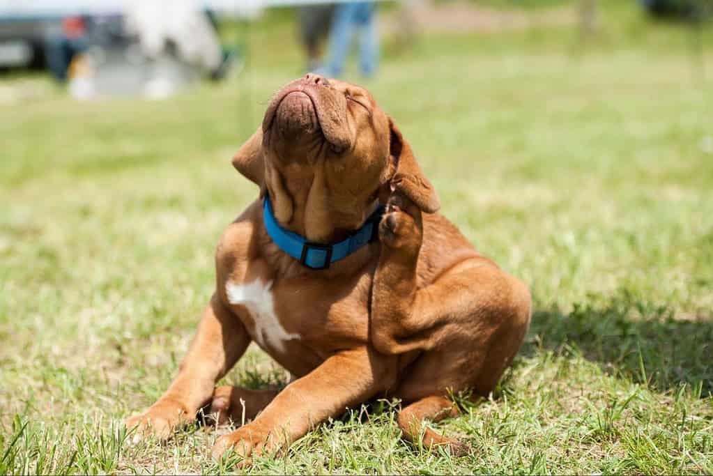 Dog sitting on grass, enjoying outdoor playtime, smiling and scratching its ear.