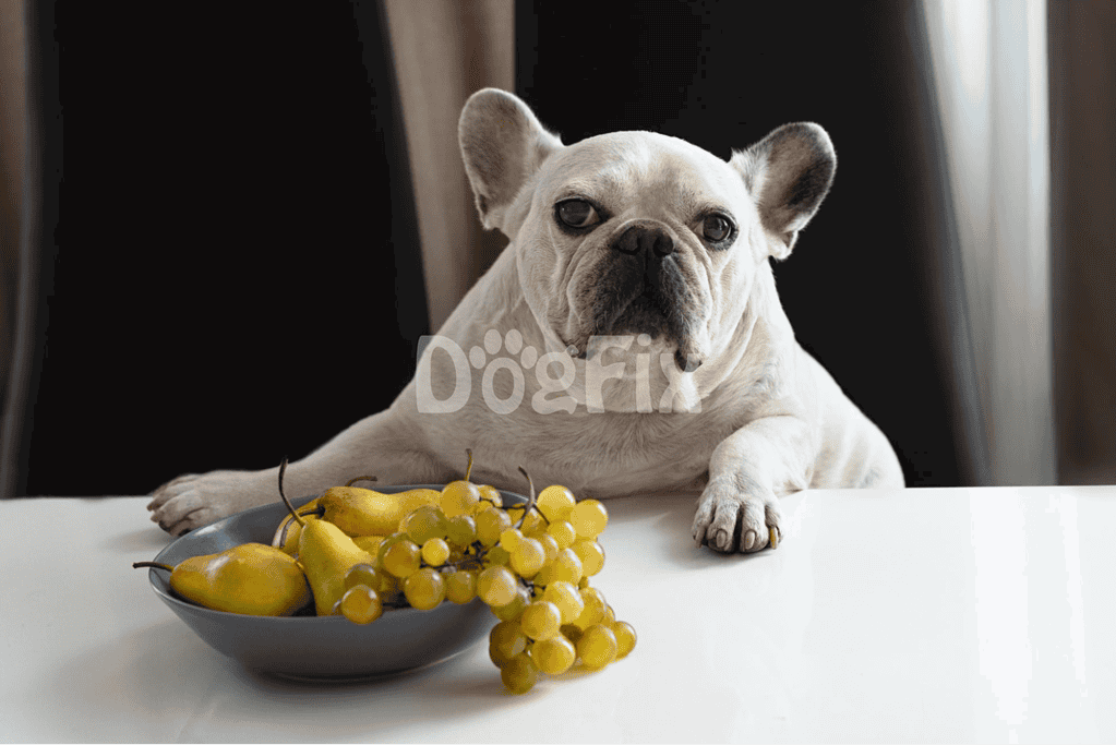 French Bulldog with grapes on table.