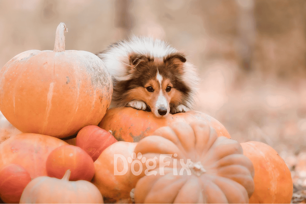 Adorable puppy lying on pumpkins, perfect for fall and Halloween themes.