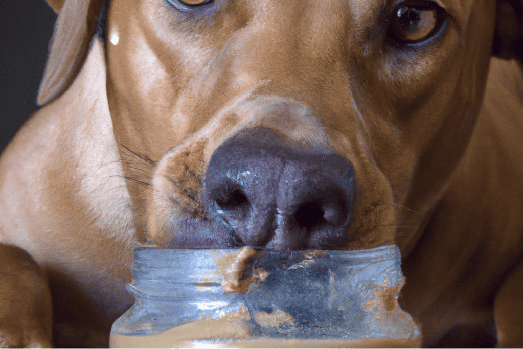Dog eating peanut butter from jar, close-up.