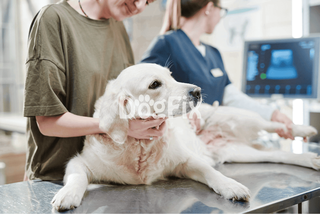 Detailed image of a dog at the vet examining table during a veterinary checkup, showcasing pet health services.