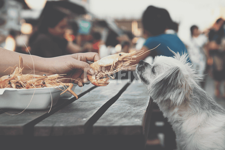 Dog enjoying seafood at outdoor market, dog-friendly dining experience, pet food.