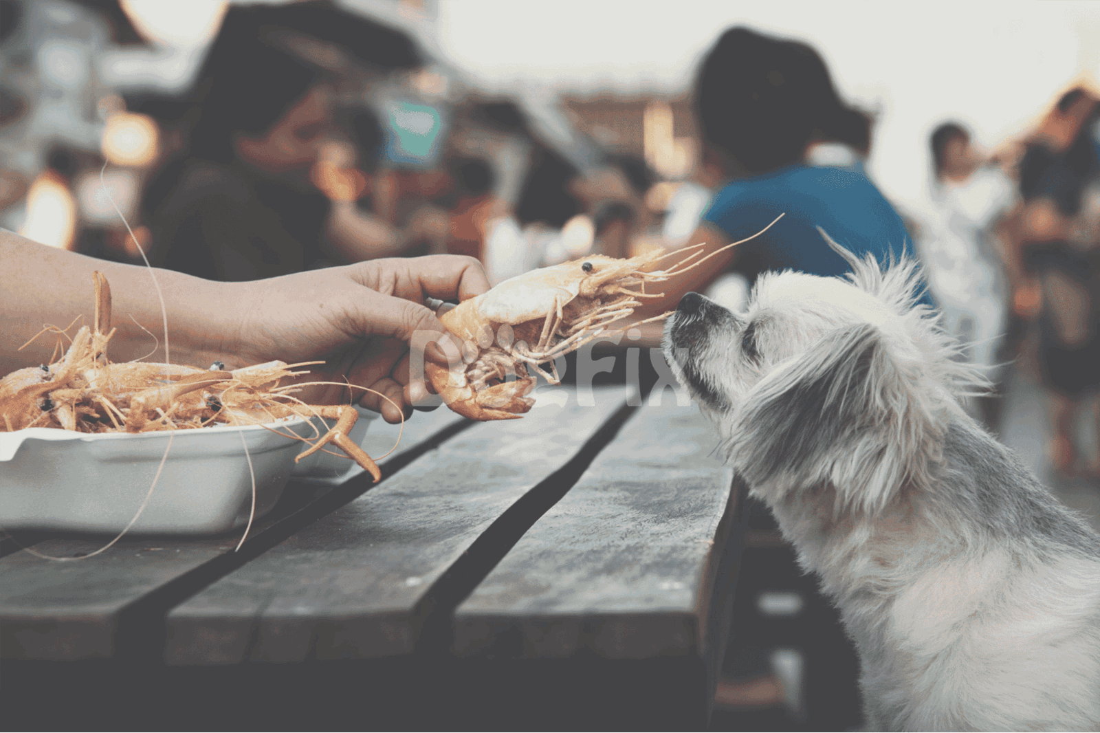 Dog enjoying seafood at outdoor market, dog-friendly dining experience, pet food.