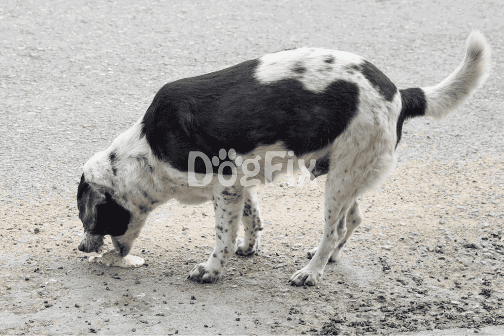 Cute black and white puppy exploring outdoors.