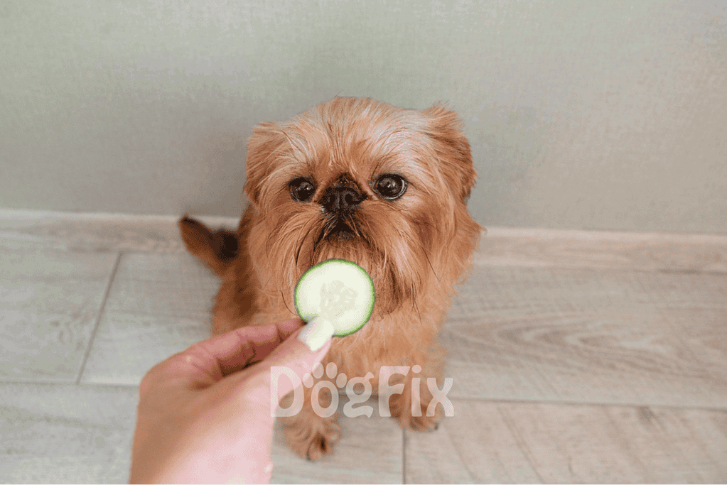 Cute small dog enjoying cucumber treat.