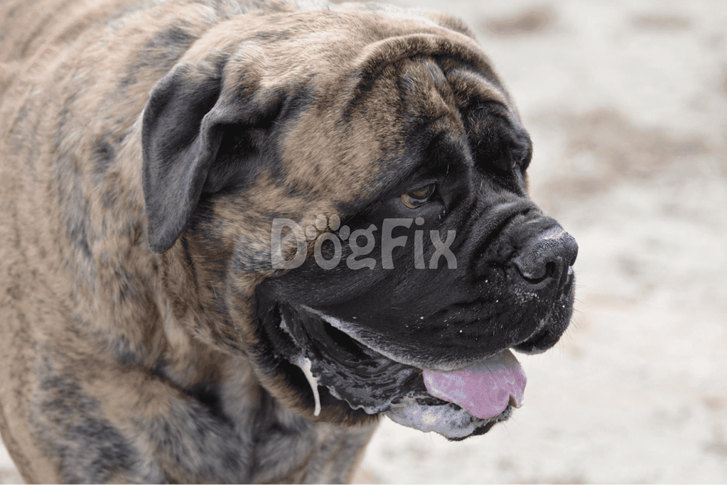 Large brindle mastiff dog smiling outdoors.