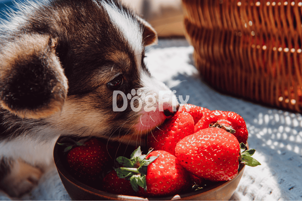 Adorable puppy licking fresh strawberries in a bowl outdoors.