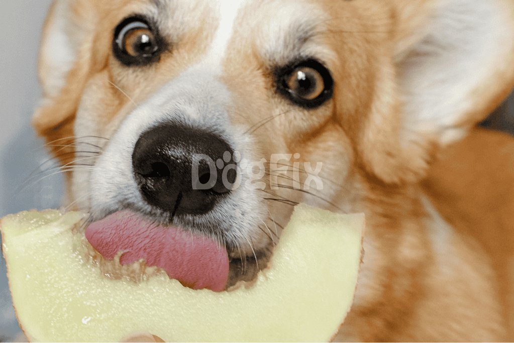 Close-up of adorable dog with tongue out eating fresh melon.