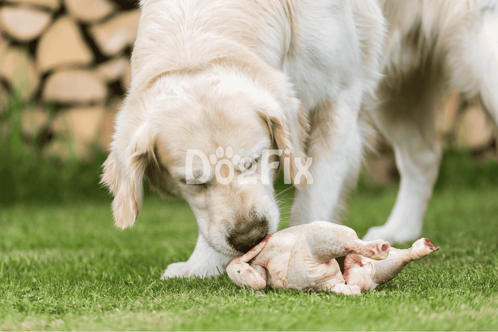 Adorable Golden Retriever puppy outdoors with raw chicken on green grass.