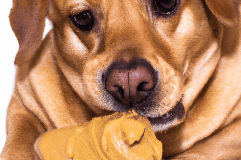 Close-up of a playful dog with a toy, emphasizing animal enrichment and pet wellness.