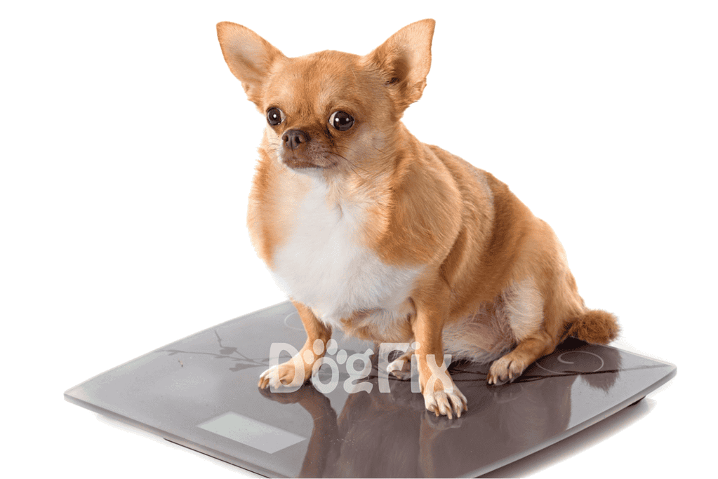 Dogweight management for small breeds. Accurate and easy-to-use digital pet scales.